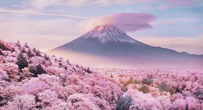 反応 まとめ 桜 海外 の 海外「外国人が日本の桜を見て美しすぎる！と絶賛している」海外の反応