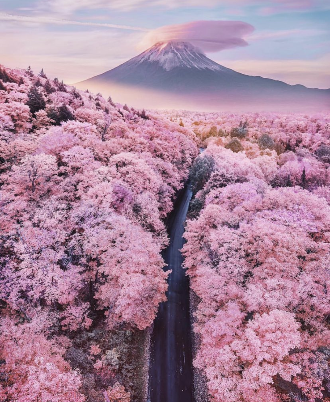 桜と富士山の写真を見て日本旅行について語り合う外国人 海外の反応